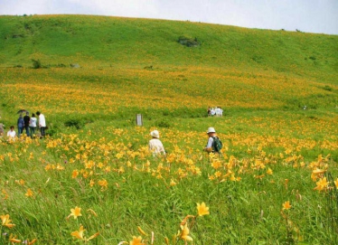 霧ヶ峰高原 ニッコウキスゲ お花畑プラン 宿泊プラン一覧 ヒュッテ霧ヶ峯 旅館ホテル検索 やど日本 旅のお宿を検索 予約